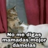 🌈 Gatitos para responder 5 🐈 10