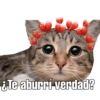 Gatitos amorosos. 7