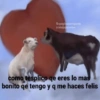 fb:paginaparagente craisijajacreise como tesplico qe eres lo mas bonito qe tengo y q me haces felis