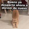 🌈 Gatitos para responder 5 🐈 27