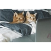 This could be us 26