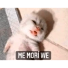 Gatitos 15