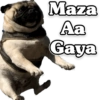 Funny PUG 12