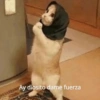 Michis Para Contestar 🐈‍⬛ 7