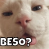 Animalitos 15