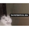 Gatitos 7