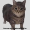 Michis Para Contestar 🐈‍⬛ 15