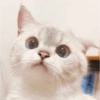 ✨🌸gatito blanco🌸✨ 24