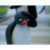 Pingu 5