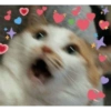 Gatinhos apaixonados fofos 5