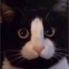 GATOS CURA DEPRESIÓN🙀😎🤠 16