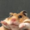 Animalitos memeando ✨ 9