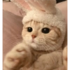 Gatinhos 9
