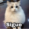 🌈 Gatitos para responder 5 🐈 8