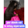 Molly Manualidades 8