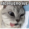 Animalitos 11
