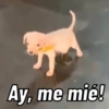 🧨Momos XD😎🧸 5
