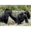 Monkey 9