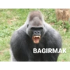 Goril 8