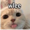 Kicong gemezz 13