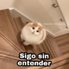 🌈 Gatitos para responder 5 🐈 30
