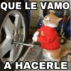 🐱 El Gatito Tuyo Que Tenía 😿 8