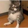 Gatos cura depresión 13