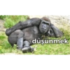 düşünmek