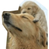 Perritos mal recortados 6