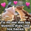 🌈 Gatitos para responder 5 🐈 25