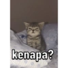 Kicong gemezz 9