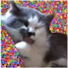 Gatos 25