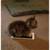 GATOS CURA DEPRESIÓN🙀😎🤠 8