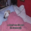 Animales Facheritos 12