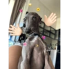 Peek a boo animals 🐶🐱🦊🐻🐯🦁🦈 14