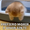 Dilo con Michis pt.6 🐱🤎 13