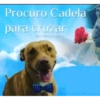 Procuro Cadela
рага сгuzaг
Sem cumpromissU