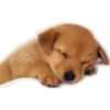 Perritos mal recortados 8