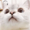 ✨🌸gatito blanco🌸✨ 23
