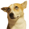 Memes de cachorros 30
