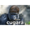 cugara