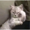 GATOS CURA DEPRESIÓN🙀😎🤠 11