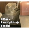 gatau.
kamu pikir aja
sendiri
