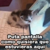 🌈 Gatitos para responder 5 🐈 18