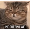Gatitos 13