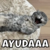 AYUDAAA