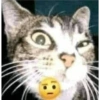 Gatitos mood 5