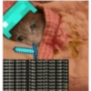 Gatinho de Terno 8