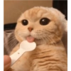 Gatinhos 6