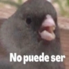 Animales Facheritos 15